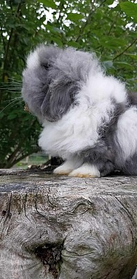 BLUE MOON (bleu vienna yb )male