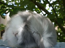 FANTASIA chinchilla bleu yb       (femelle)
