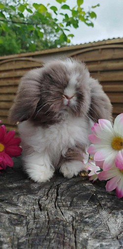 BROWNIE  loutre havane vienna yb     ( femelle)