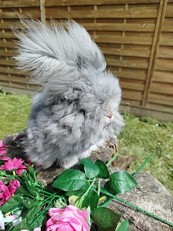 VENOM  gris bleu  (Male)