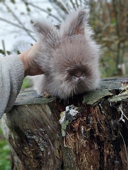 PLAY BOY   chinchilla havane (male)