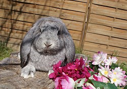 DORY        chinchilla ( femelle)
