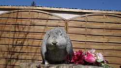 NEMO    chinchilla   (male)