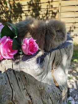 femelle gris brun  a réserver disponible 80 e